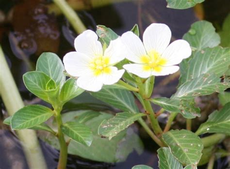 白花水龍|水生植物~白花水龍(四張圖）